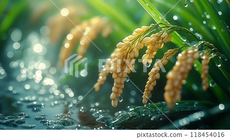 Japanese rice with ears 118454016
