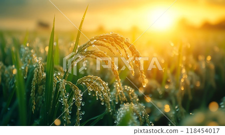 Japanese rice with ears 118454017
