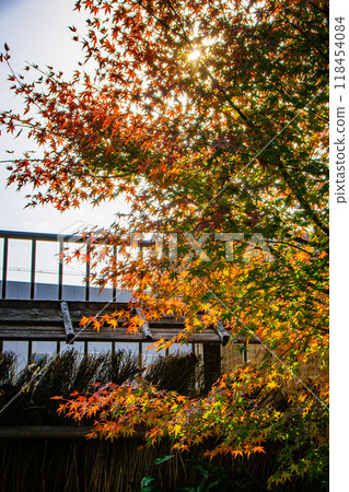 Autumn leaves seen from the garden 118454084
