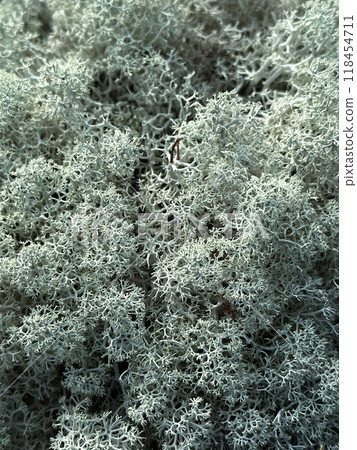 Closeup of reindeer lichen moss 118454711