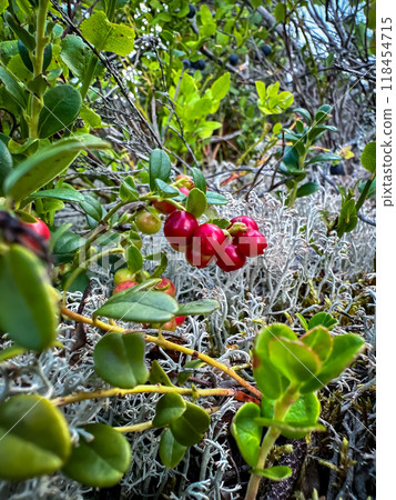 Cowberry, lingonberry bushes in the forest, wild ripe eatable red berries, summer season, Sweden. Concept of berry picking Cowberry, lingonberry bushes in the forest, wild ripe eatable red berries, summer season, Sweden. Concept of berry picking 118454715