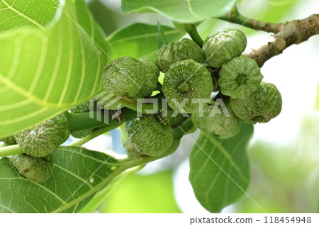 Nature Plants: Large-leaved water lily, fruit. It is dioecious, but it is impossible to tell the sex from the outside. 118454948