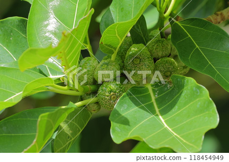 Nature Plants Large-leaved water lily, fruits grow abundantly in the axils of the branches 118454949