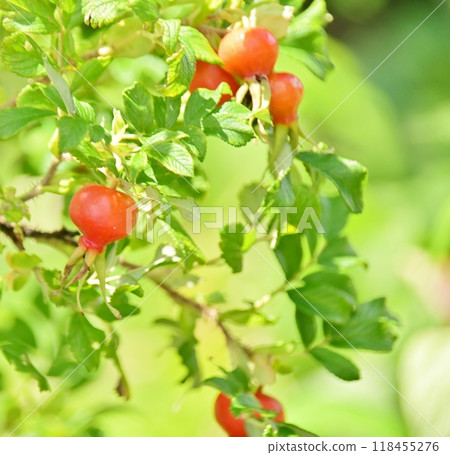 赫曼努斯紅果 118455276