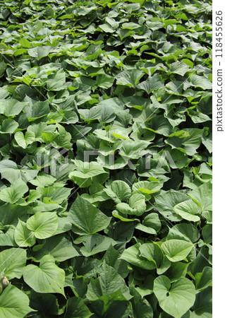 Sweet potato field leaves vines Sweet potato field leaves vines 118455626