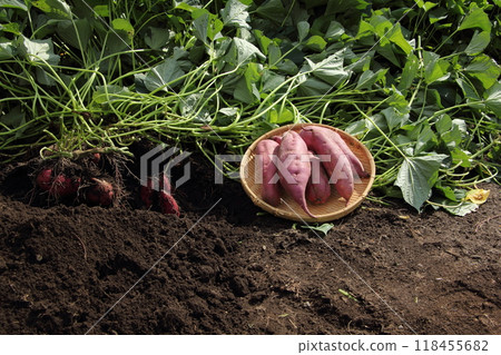 地瓜田收穫 118455682