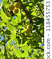 Ginkgo nuts are ripe in abundance 118455753