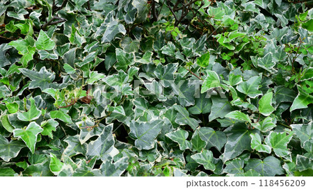Ivy Hedera helix Ivy Hedera helix 118456209