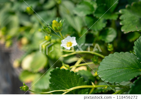 草莓花 118456272