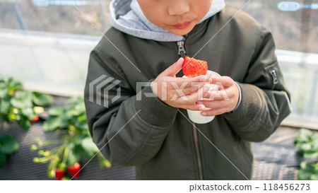 younger, strawberries, strawberry 118456273