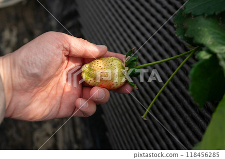Immature strawberries Immature strawberries 118456285