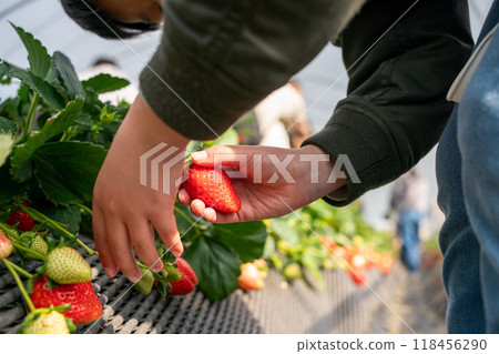 younger, strawberries, strawberry 118456290