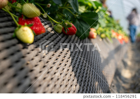 Strawberry cultivation 118456291