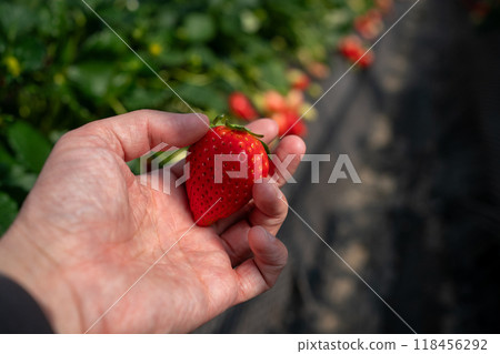 Strawberry picking 118456292
