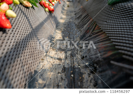 Strawberry picking aisle space Strawberry picking aisle space 118456297