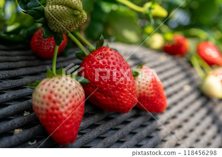 Strawberry cultivation 118456298