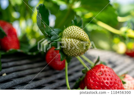 Immature strawberries 118456300