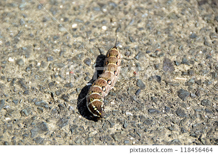 Caterpillar larva 118456464