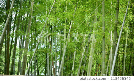 Bamboo grove Bamboo grove 118456545