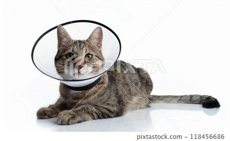 Cat wearing an Elizabethan collar 118456686