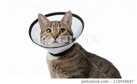 Cat wearing an Elizabethan collar 118456687