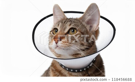 Cat wearing an Elizabethan collar 118456688