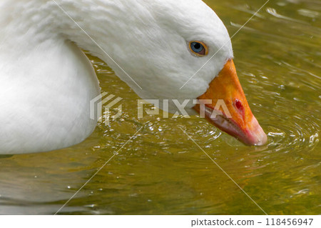 Goose to drink water 118456947