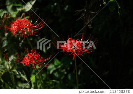 A cluster amaryllis blooming in satoyama A cluster amaryllis blooming in satoyama 118458278