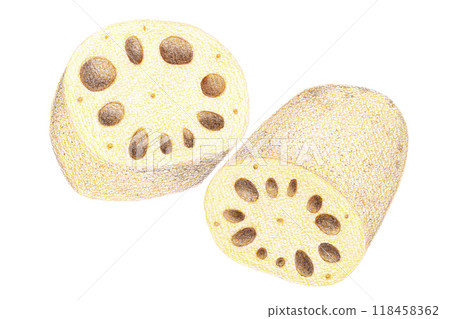 Lotus root drawn with colored pencils Lotus root drawn with colored pencils 118458362