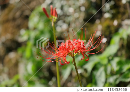 A cluster amaryllis blooming in satoyama A cluster amaryllis blooming in satoyama 118458666