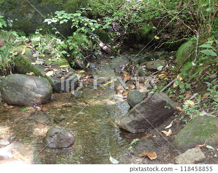 Forest Spring 2 Forest Spring 2 118458855