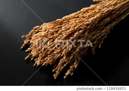 Rice field 118458953
