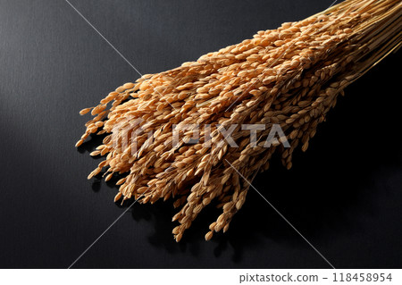 Rice field Rice field 118458954