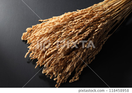 Rice field 118458958