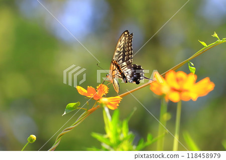 Swallowtail butterflies fly around in search of nectar from yellow cosmos 118458979