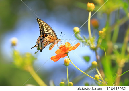 一隻燕尾蝶飛來飛去，尋找大波斯菊的花蜜。 118458982