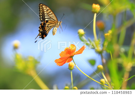 Swallowtail butterflies fly around in search of nectar from yellow cosmos 118458983