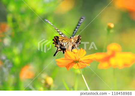 一隻燕尾蝶飛來飛去,尋找大波斯菊的花蜜。 一隻燕尾蝶飛來飛去,尋找大波斯菊的花蜜。 118458988