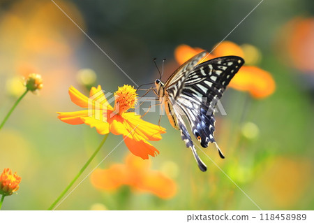 Swallowtail butterflies fly around in search of nectar from yellow cosmos 118458989