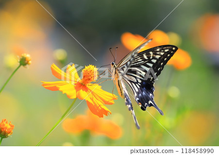 一隻燕尾蝶飛來飛去，尋找大波斯菊的花蜜。 118458990