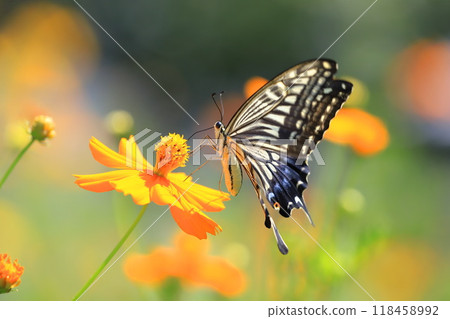 Swallowtail butterflies fly around in search of nectar from yellow cosmos Swallowtail butterflies fly around in search of nectar from yellow cosmos 118458992