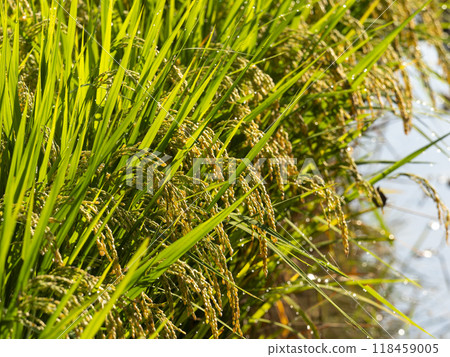 稻穗結出果實 稻穗結出果實 118459005
