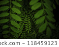 深綠色的葉子 118459123