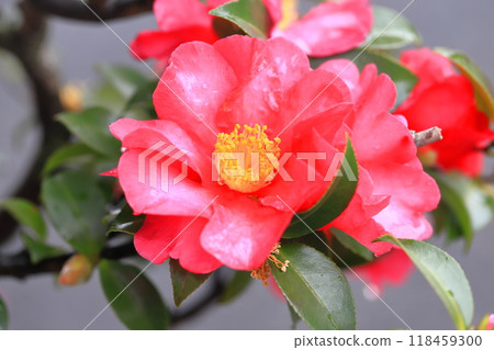 Sasanqua flower (sasanqua) brightly colored in the rain 118459300