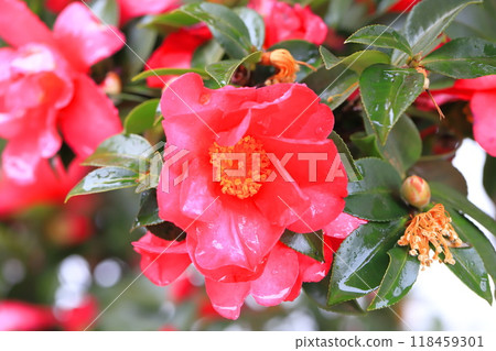 茶梅花(sasanqua)在雨中色彩鮮豔 茶梅花(sasanqua)在雨中色彩鮮豔 118459301