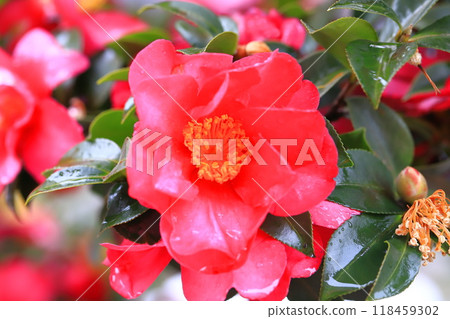 茶梅花（sasanqua）在雨中色彩鮮豔 118459302