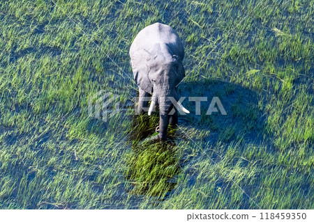 Aerial View of an African Elephant 118459350