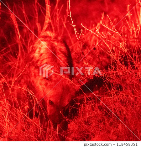 Night drive in Etosha Night drive in Etosha 118459351