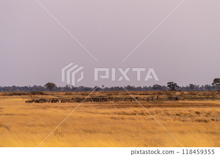 A herd of Zebras roaming the Okavango Delta A herd of Zebras roaming the Okavango Delta 118459355