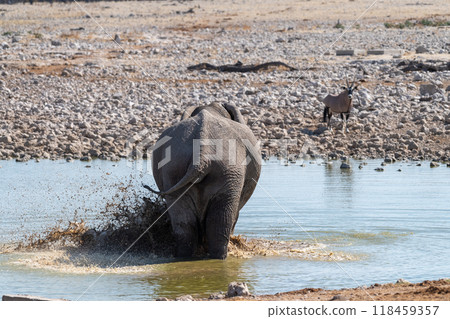African Elephant drinking at a water hole 118459357
